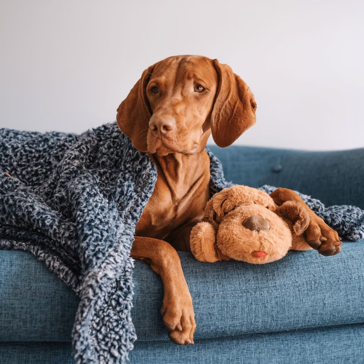 Snuggle Puppy - Peluche reconfortante con latido